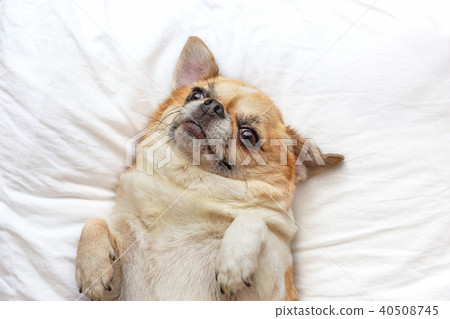 Chihuahua dog sleep on bed. Chihuahua dog sleep on bed. 40508745
