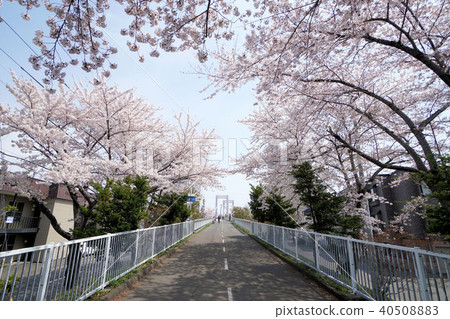 札幌白石自行車道(白石科羅多環彩虹橋附近) 札幌白石自行車道(白石科羅多環彩虹橋附近) 40508883
