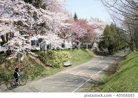 札幌白石自行車道(白石Kokoro Nango Dori 12街附近) 札幌白石自行車道(白石Kokoro Nango Dori 12街附近) 40508885