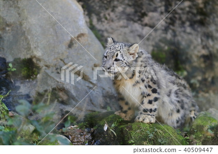 Snow leopard's baby 40509447