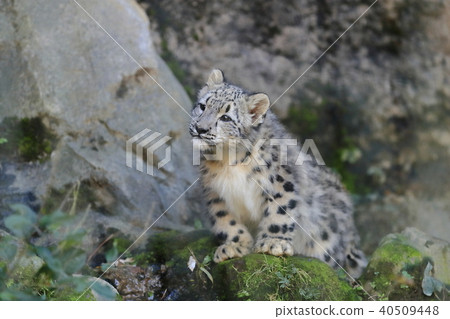 Snow leopard's baby 40509448