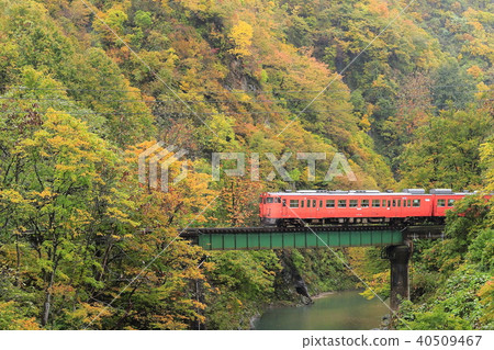 Tadami line of autumn leaves 40509467