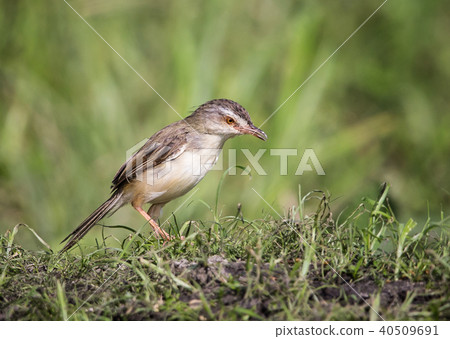 Plain Prinia Plain Prinia 40509691