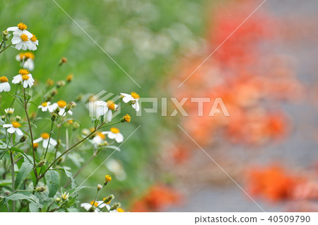 豐草台灣野花Bidens pilosa 40509790