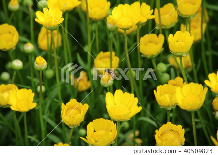 黃色雛菊花(雛菊) 黃色雛菊花(雛菊) 40509823