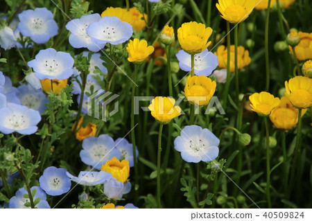 雛菊黃色花和nemophila藍色花 雛菊黃色花和nemophila藍色花 40509824