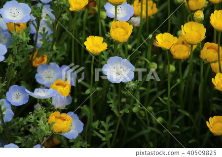 雛菊黃色花和nemophila藍色花 雛菊黃色花和nemophila藍色花 40509825