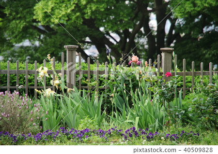 花園圍欄和鮮花 花園圍欄和鮮花 40509828