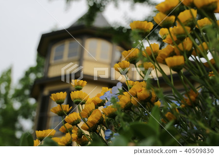 雛菊黃色的花朵和西式建築 40509830