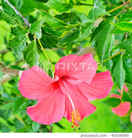 Red hibiscus flower on a green background. 40509890