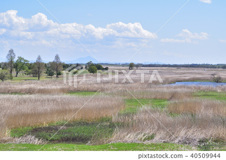 Watarase水庫的大平原 40509944
