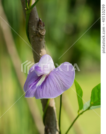 Close up of Violet flower. 40510299