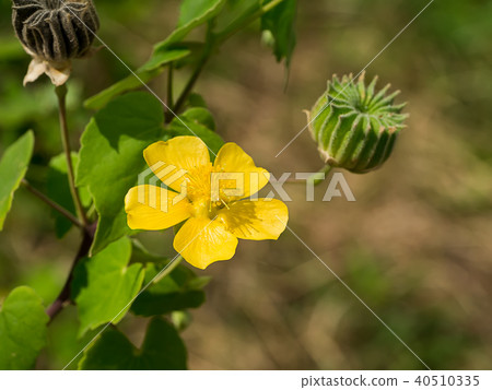 Country mallow flower Country mallow flower 40510335