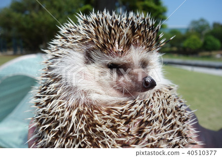 Hedgehog 40510377