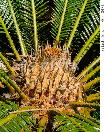 Close up of Cycas cirinalis tree. 40510471