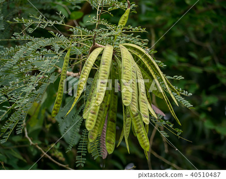 Close up of Wild tamarind Close up of Wild tamarind 40510487