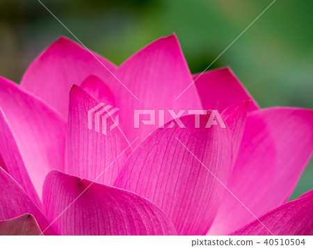 Close up pink lotus flower. Close up pink lotus flower. 40510504