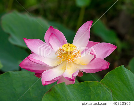 Close up pink lotus flower. 40510505