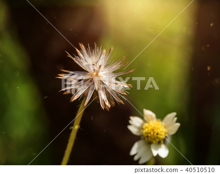 Seed of flower grass with sunlight. 40510510