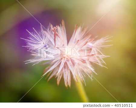 Seed of flower grass. 40510511