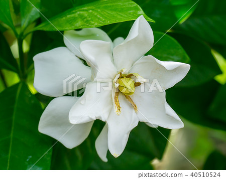 The white of Gardenia jasminoides. 40510524