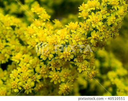 Solidago canadensis flower 40510551
