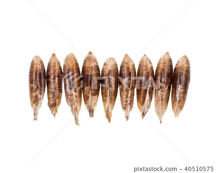 dried seed of deglet nour dates. 40510575