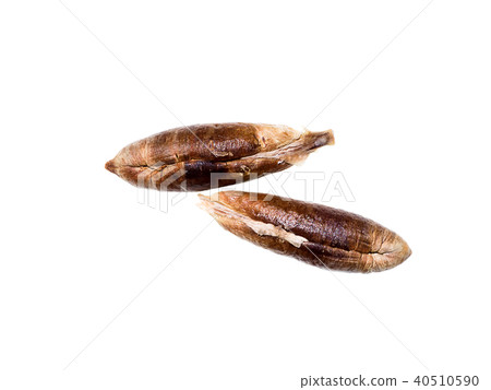dried seed of deglet nour dates. dried seed of deglet nour dates. 40510590