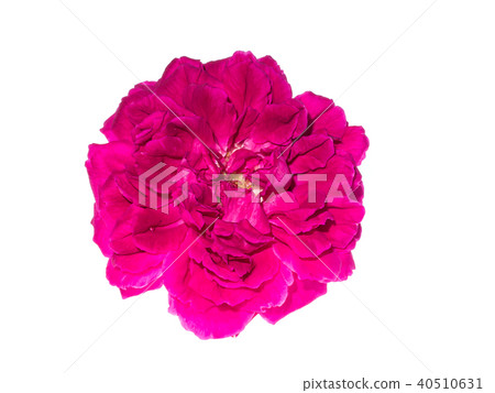 Dark pink of Damask Rose flower. Dark pink of Damask Rose flower. 40510631