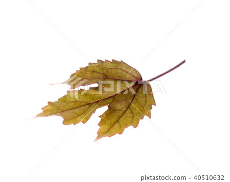 cranberry hibiscus leaves cranberry hibiscus leaves 40510632