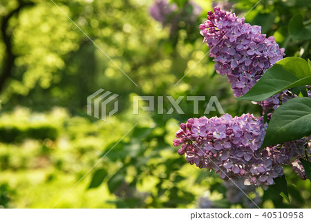 Background for greeting card with syringa flowers Background for greeting card with syringa flowers 40510958
