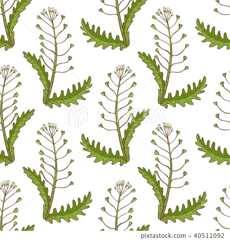 Colored Shepherds Purse Pattern in Hand Drawn Style Colored Shepherds Purse Pattern in Hand Drawn Style 40511092