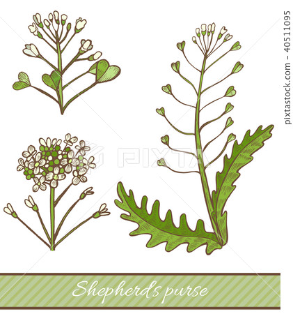 Colored Shepherds Purse in Hand Drawn Style 40511095