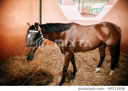 Brown horse standing in barn with dry grass 40511606