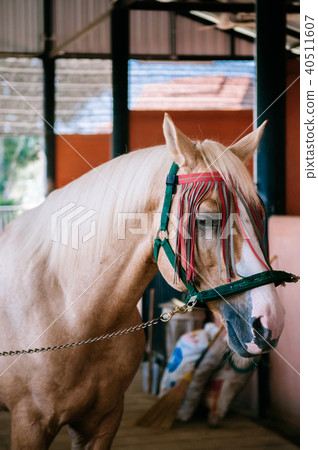 Close up horse face standing in barn 40511607