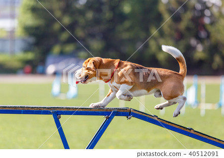 Beagle walking on dog walk in agility competition Beagle walking on dog walk in agility competition 40512091