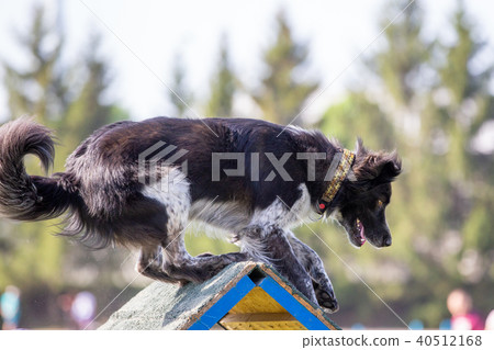 Dog on the top of A-frame on agility competition 40512168