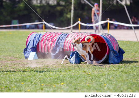 Dog running out from tunnel in agility trial Dog running out from tunnel in agility trial 40512238