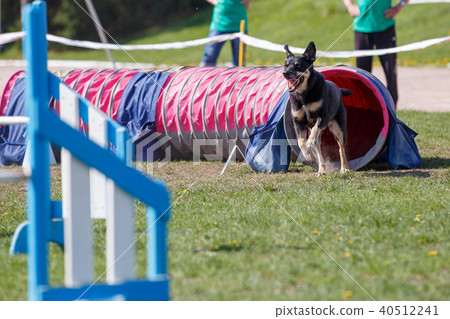 Dog running out from tunnel on its course Dog running out from tunnel on its course 40512241