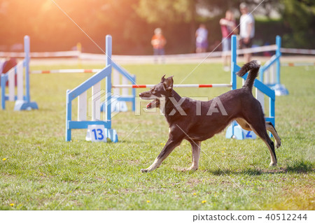 Dog walking near agility obstacles before trial 40512244