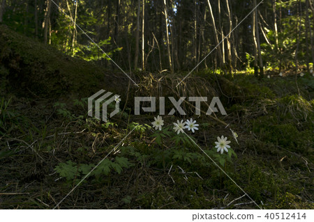 primroses in the forest thicket.. 40512414