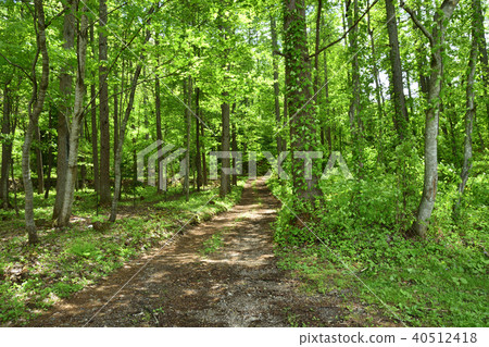 森林長廊 40512418