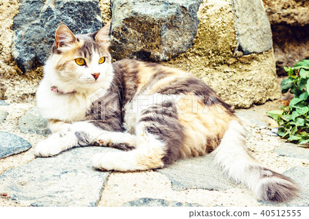 Daylight view to cat sitting on road 40512555