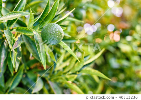 Daylight view to green lime growing on tree Daylight view to green lime growing on tree 40513236