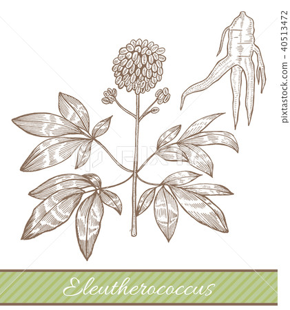 Eleutherococcus in Hand Drawn Style Eleutherococcus in Hand Drawn Style 40513472