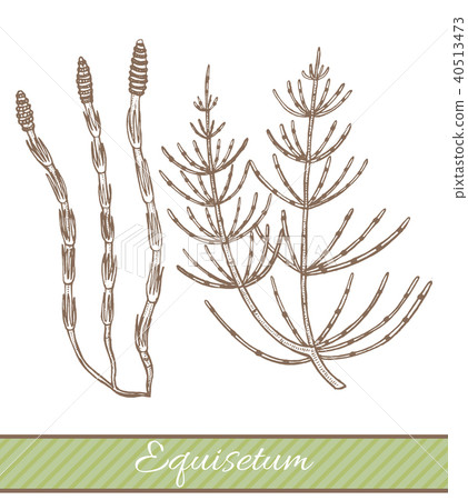 Equisetum in Hand Drawn Style 40513473