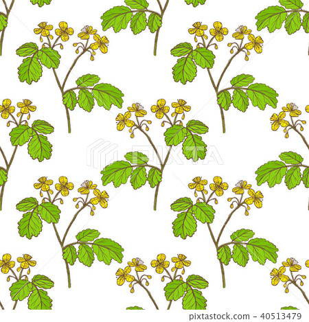 Colored Celandine Pattern in Hand-Drawn Style 40513479