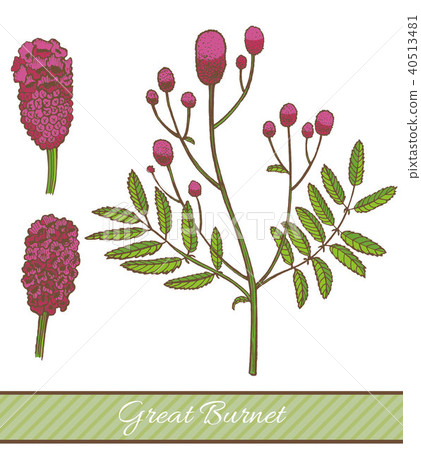 Colored Great Burnet in Hand Drawn Style Colored Great Burnet in Hand Drawn Style 40513481