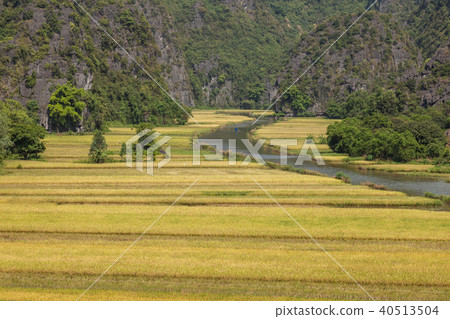 Yellow Rice field and river in Tam Coc, NinhBinh Yellow Rice field and river in Tam Coc, NinhBinh 40513504