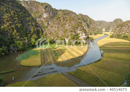 Rice field on river 'Ngo Dong' at TamCoc, Ninhbinh 40514073